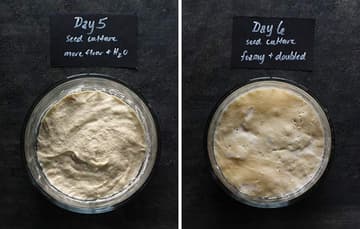 Exemplo de cultivo de Sourdough