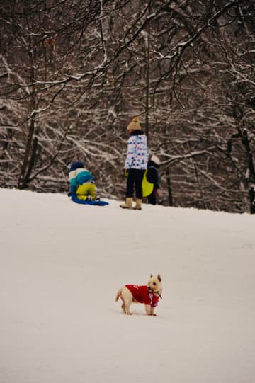 Veste roupinha no dog que tá frio!