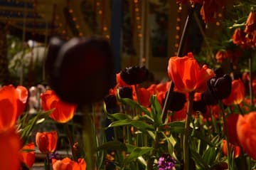 The Magic World inside Tivoli Gardens