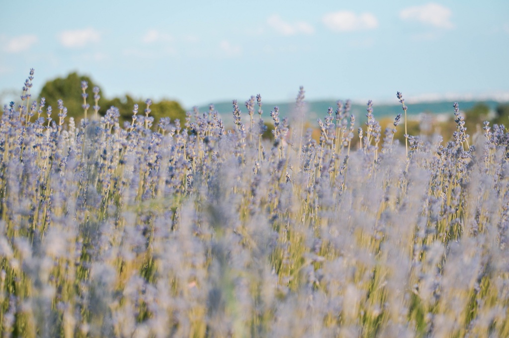 The lavender fields are almost ready for photoshoots!