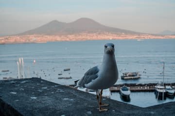 Napoli, terra da amiga genial