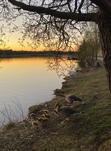 Goose families in the sunset time