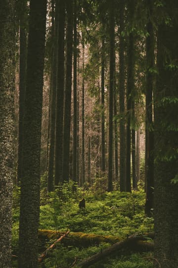 Get lost in the mountains
