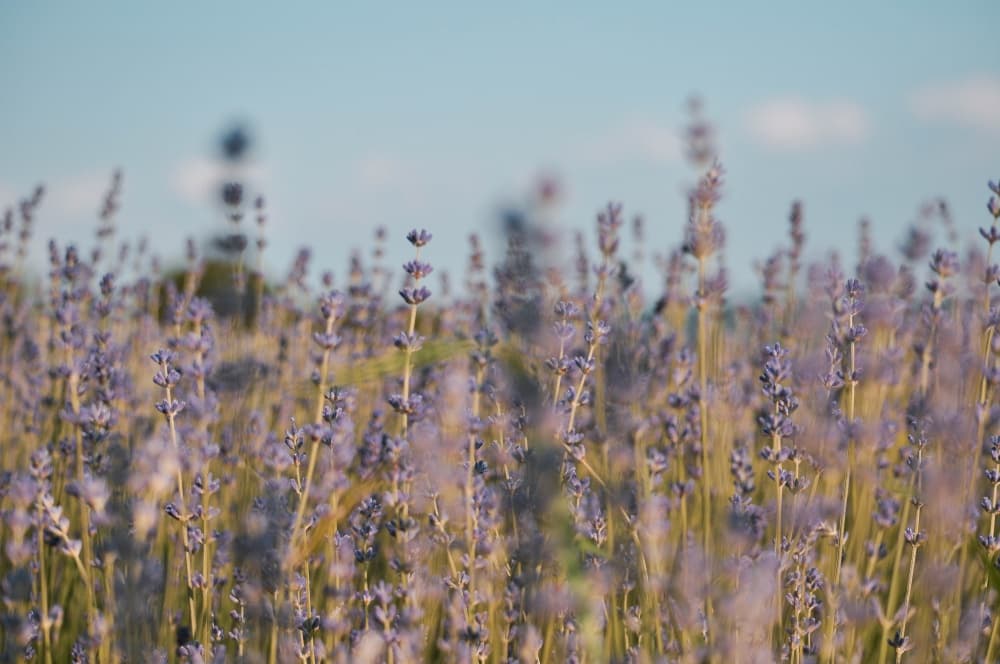 The lavender fields are almost ready for photoshoots!