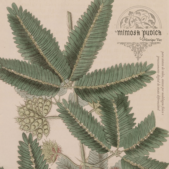 Mimosa Pudica - Henrique Vaz