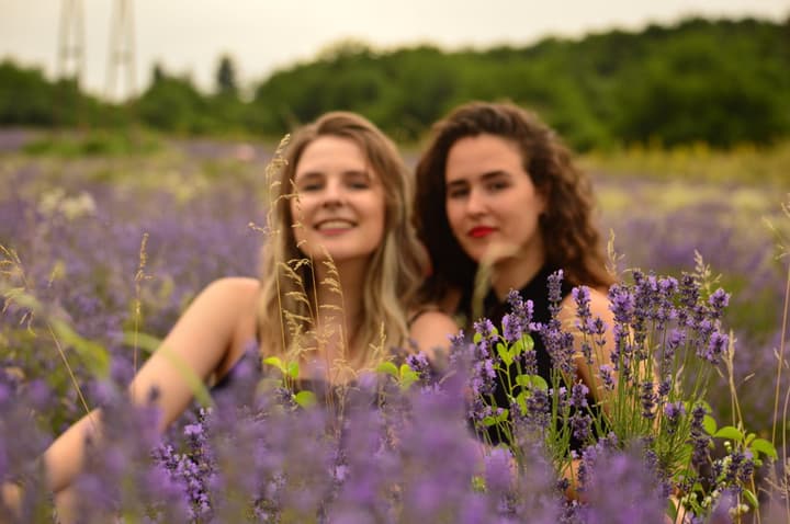 Campos de Lavanda em Tihany