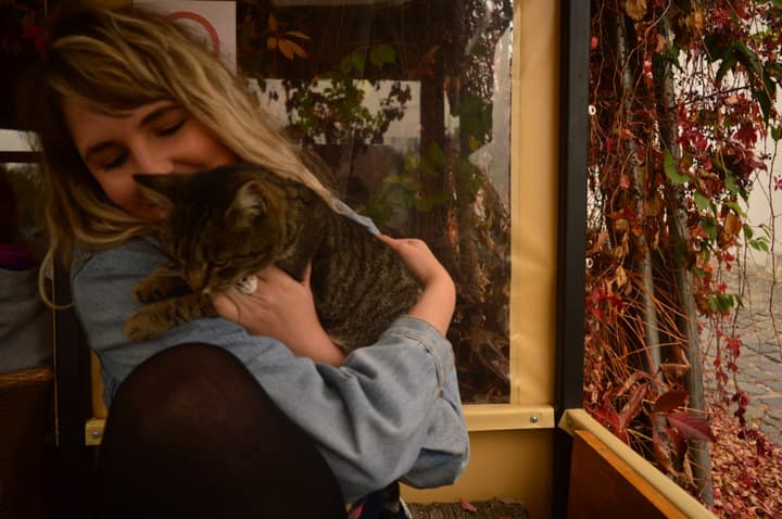 Gatinho fofo que mora em um café em Szentendre