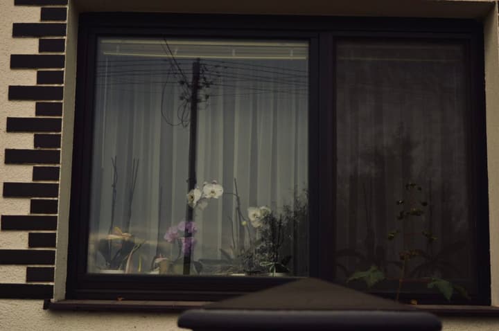 Orquídeas na Janela