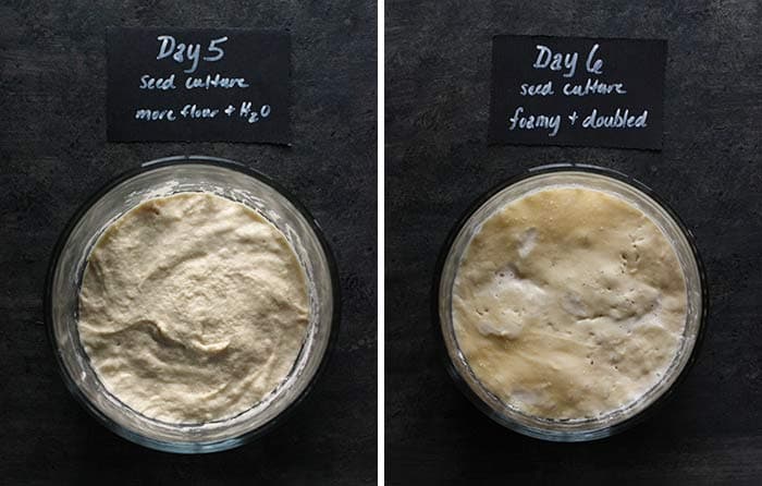 Exemplo de cultivo de Sourdough