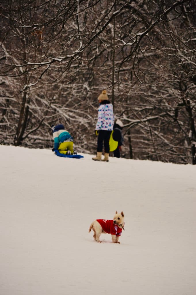 Veste roupinha no dog que tá frio!