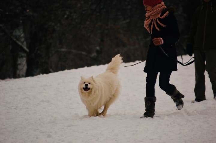 Esse dog se confunde na neve, tá tão feliz o garoto!