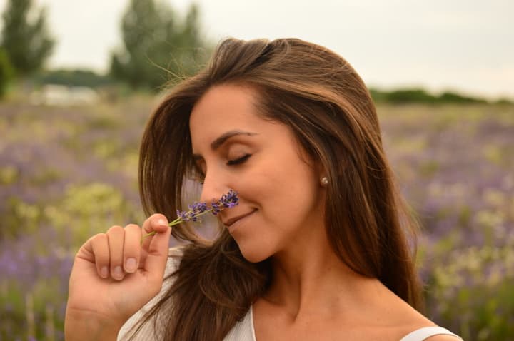 Campos de Lavanda em Tihany