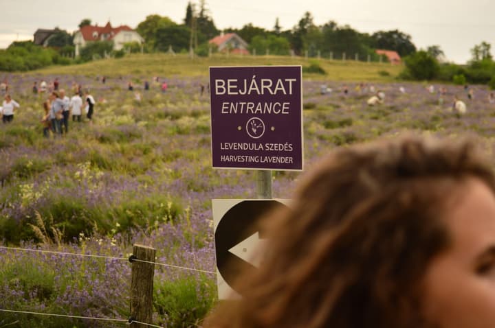Campos de Lavanda em Tihany