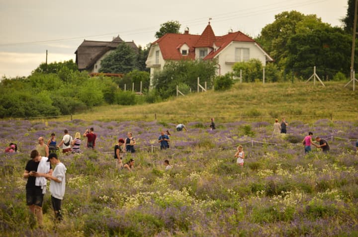 Campo de Lavanda em Tihany