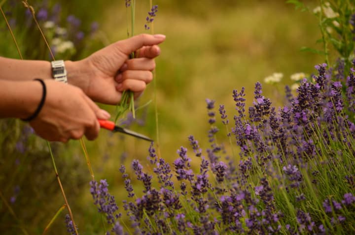 Campos de Lavanda em Tihany