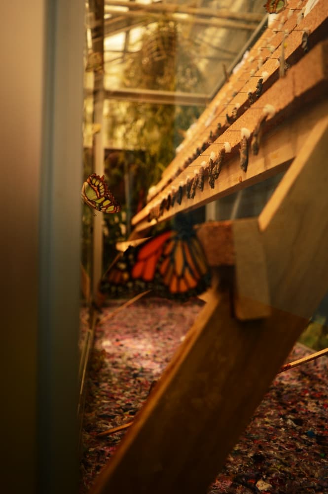 Inside the Botanical Garden in Copenhagen