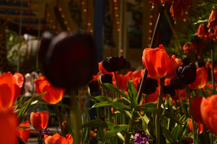 The Magic World inside Tivoli Gardens