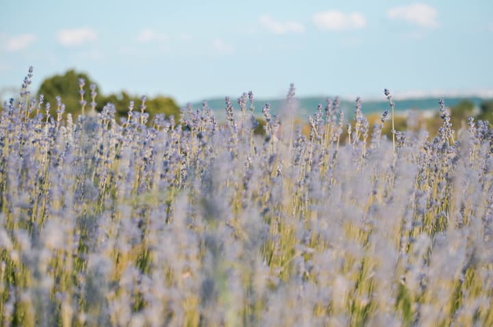 The lavender fields are almost ready for photoshoots!