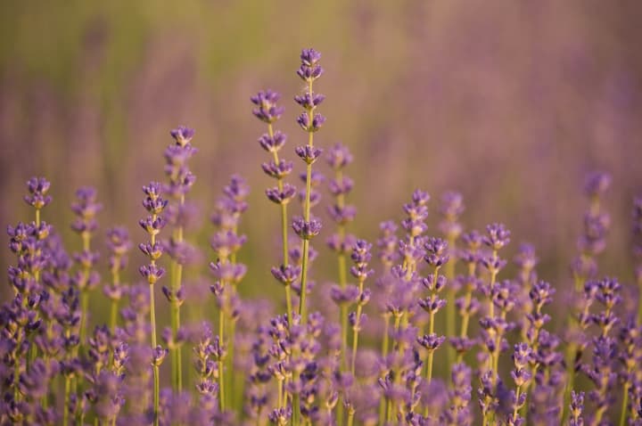 The lavender fields are almost ready for photoshoots!