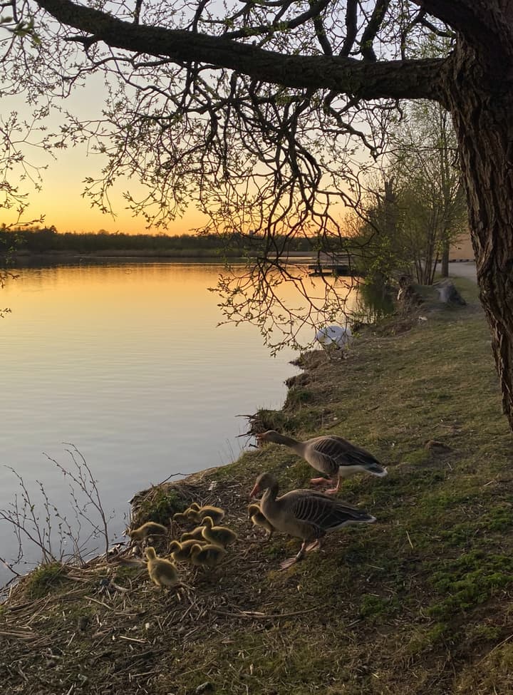 Goose families in the sunset time