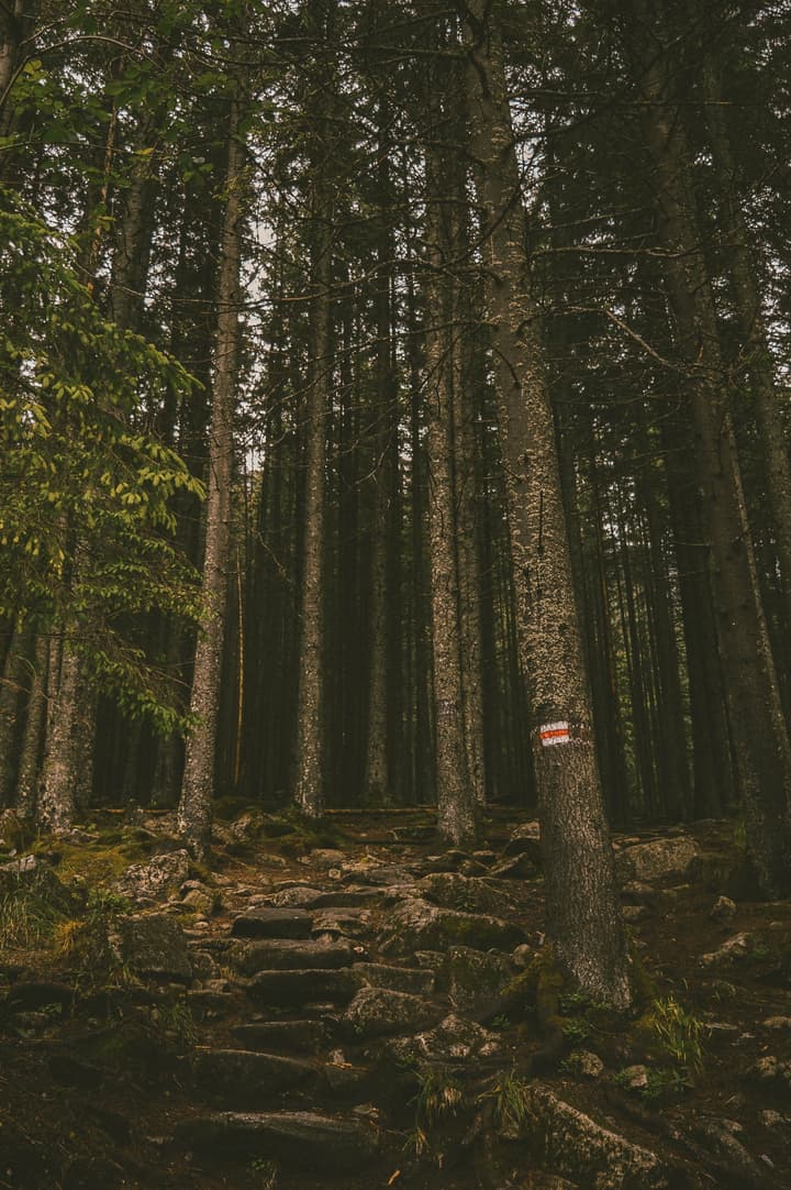 Hiking track | Tatra