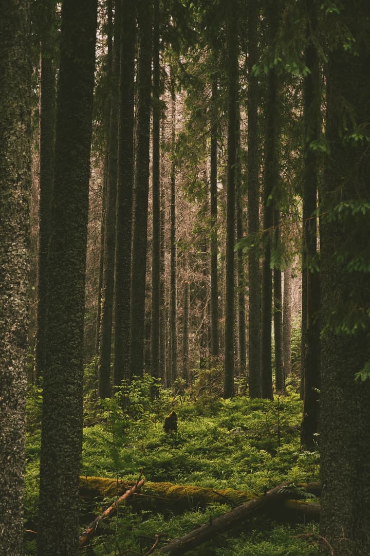 Get lost in the mountains