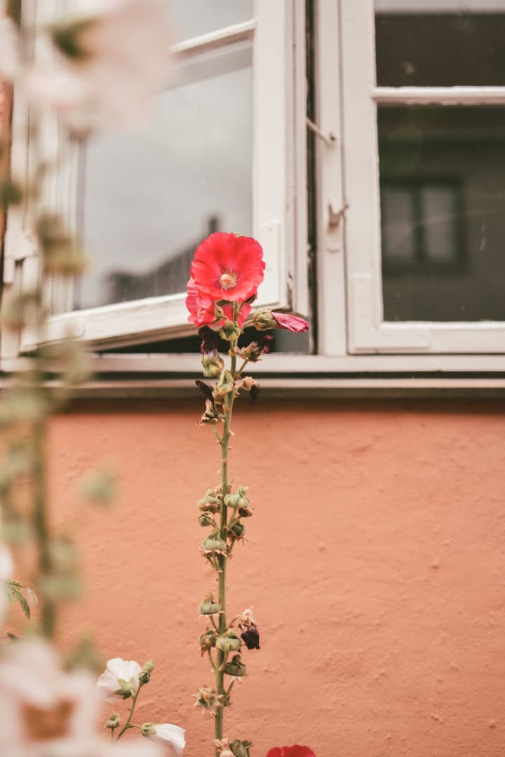 A photo walk in Christianshavn