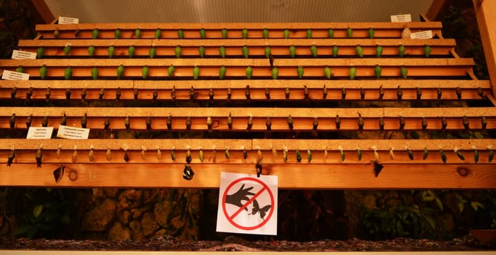 Watch the butterfly's lifecycle on the Butterfly House in Copenhagen