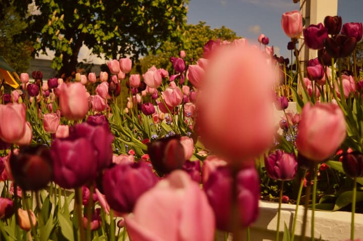 The Magic World inside Tivoli Gardens